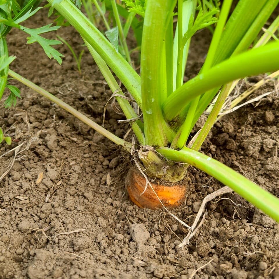 自然の甘みがぎゅっと詰まった【にんじん】農薬・化学肥料・除草剤・防虫剤不使用