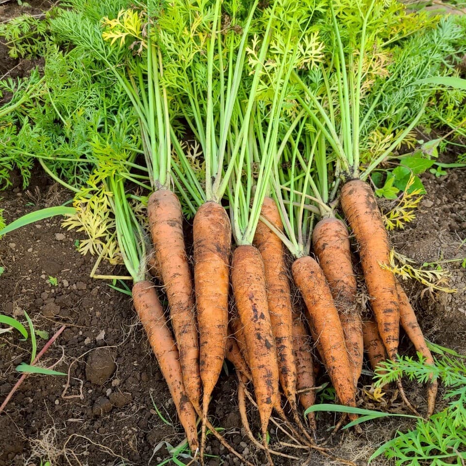 自然の甘みがぎゅっと詰まった【にんじん】農薬・化学肥料・除草剤・防虫剤不使用