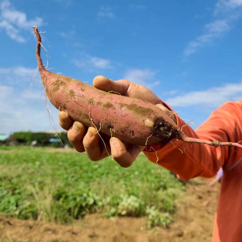 とろ甘っ！ねっとり濃密！【紅はるか】農薬・化学肥料・除草剤・防虫剤不使用