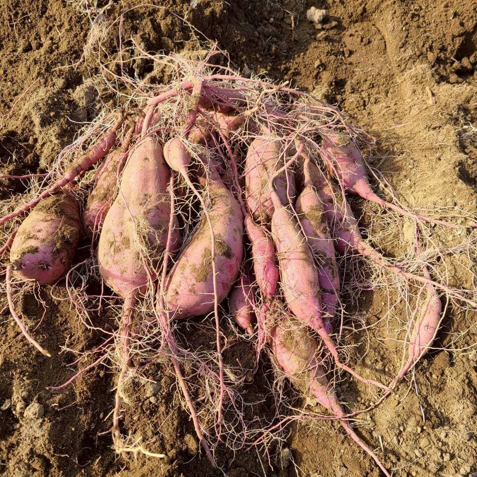 とろ甘っ！ねっとり濃密！【紅はるか】農薬・化学肥料・除草剤・防虫剤不使用