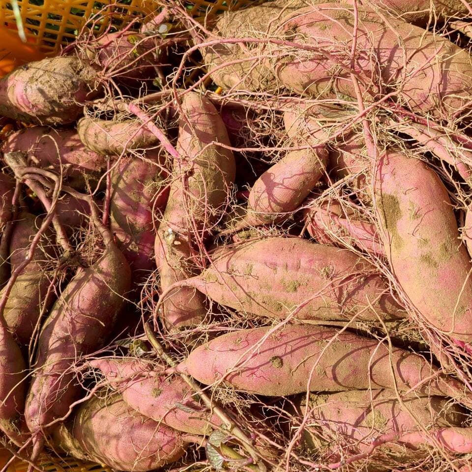 とろ甘っ！ねっとり濃密！【紅はるか】農薬・化学肥料・除草剤・防虫剤不使用