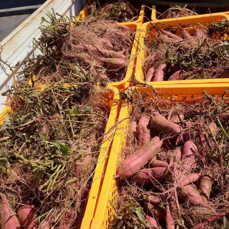 とろ甘っ！ねっとり濃密！【紅はるか】農薬・化学肥料・除草剤・防虫剤不使用