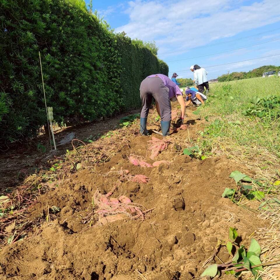 とろ甘っ！ねっとり濃密！【紅はるか】農薬・化学肥料・除草剤・防虫剤不使用