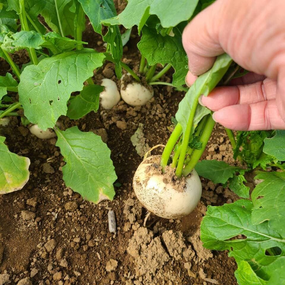 じゅわっと甘い！使いやすい！葉なし秋カブ　約1.5kg前後、10玉（農薬・化学肥料・除草剤・防虫剤不使用）