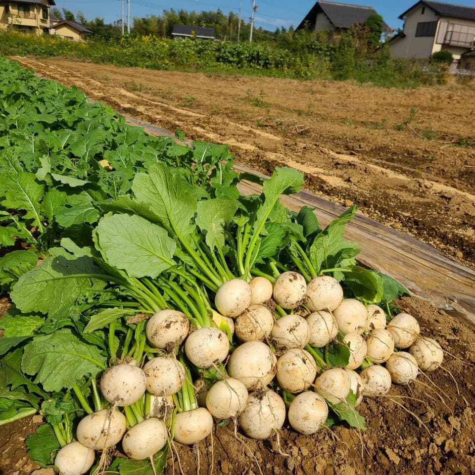 じゅわっと甘い！使いやすい！葉なし秋カブ　約1.5kg前後、10玉（農薬・化学肥料・除草剤・防虫剤不使用）