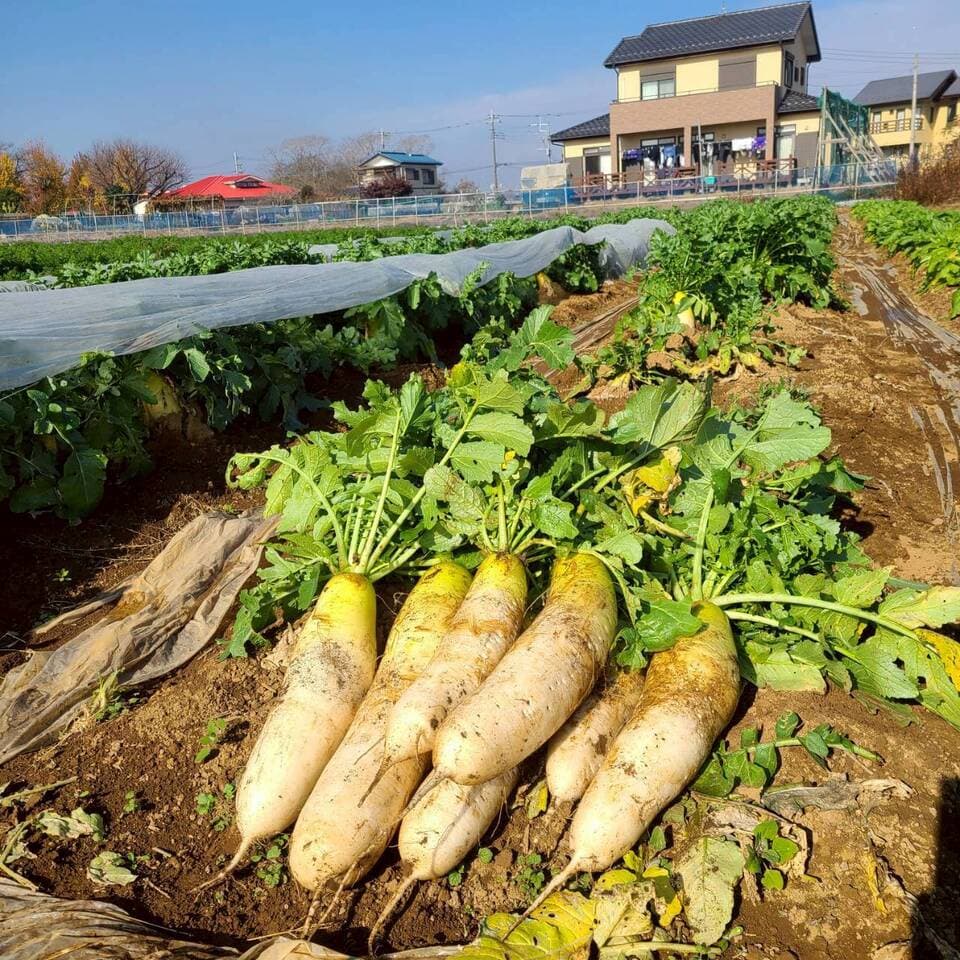 じんわ〜り染みる！冬の濃厚とろ甘大根（農薬・化学肥料・除草剤・防虫剤不使用）