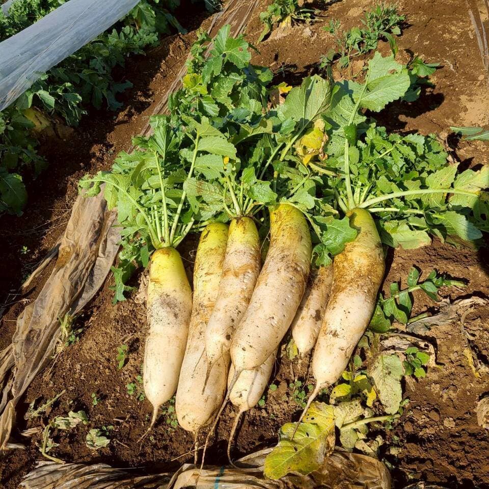 じんわ〜り染みる！冬の濃厚とろ甘大根（農薬・化学肥料・除草剤・防虫剤不使用）