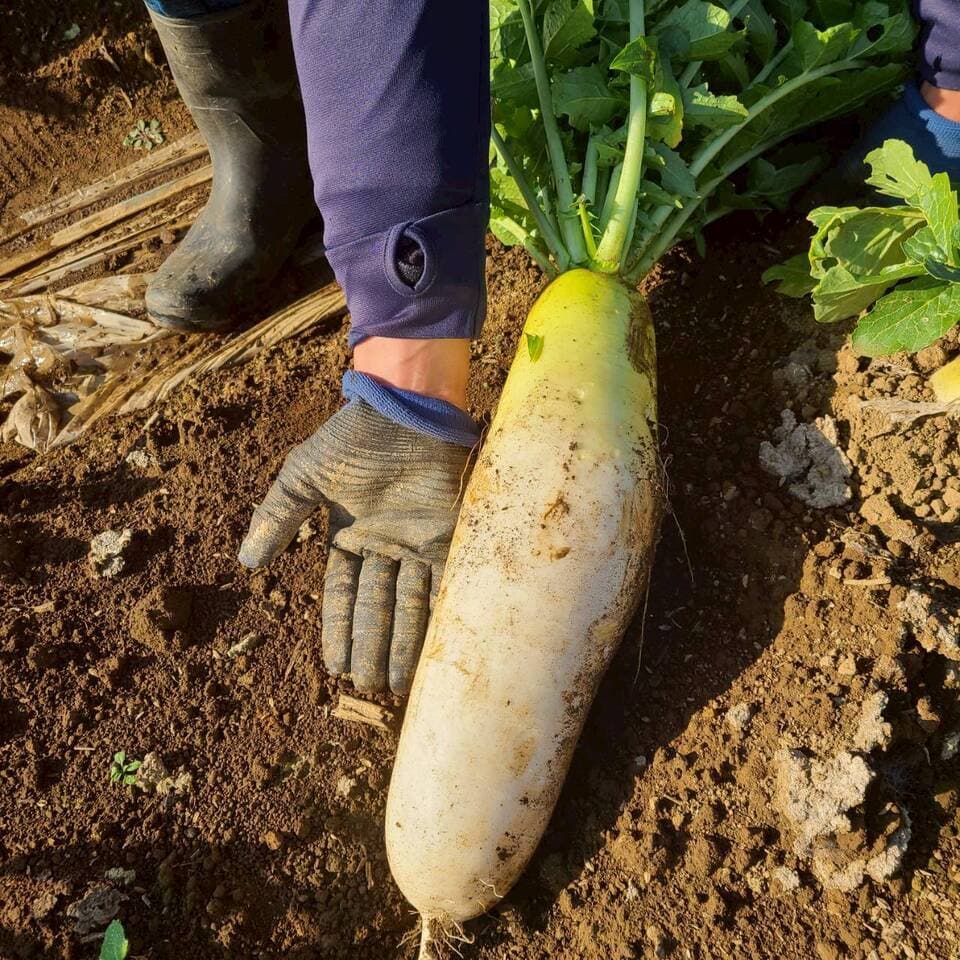 じんわ〜り染みる！冬の濃厚とろ甘大根（農薬・化学肥料・除草剤・防虫剤不使用）