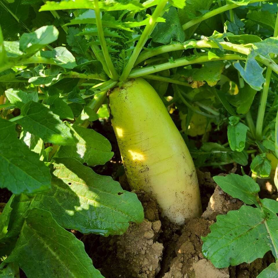 じんわ〜り染みる！冬の濃厚とろ甘大根（農薬・化学肥料・除草剤・防虫剤不使用）