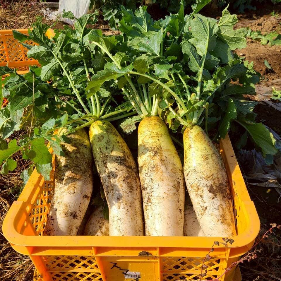 じんわ〜り染みる！冬の濃厚とろ甘大根（農薬・化学肥料・除草剤・防虫剤不使用）