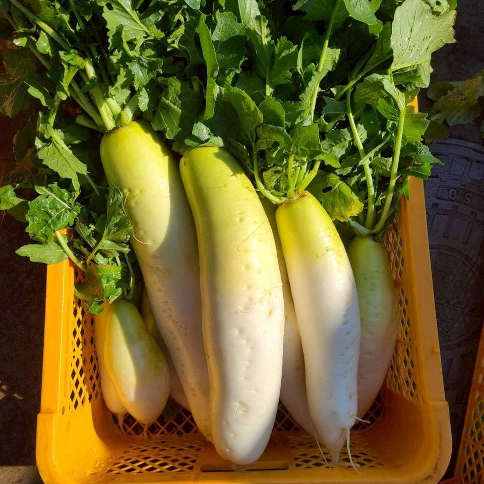 じんわ〜り染みる！冬の濃厚とろ甘大根（農薬・化学肥料・除草剤・防虫剤不使用）