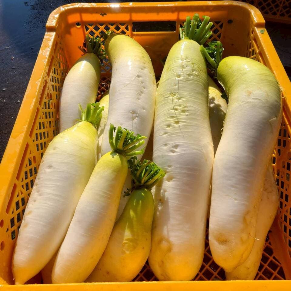 じんわ〜り染みる！冬の濃厚とろ甘大根（農薬・化学肥料・除草剤・防虫剤不使用）