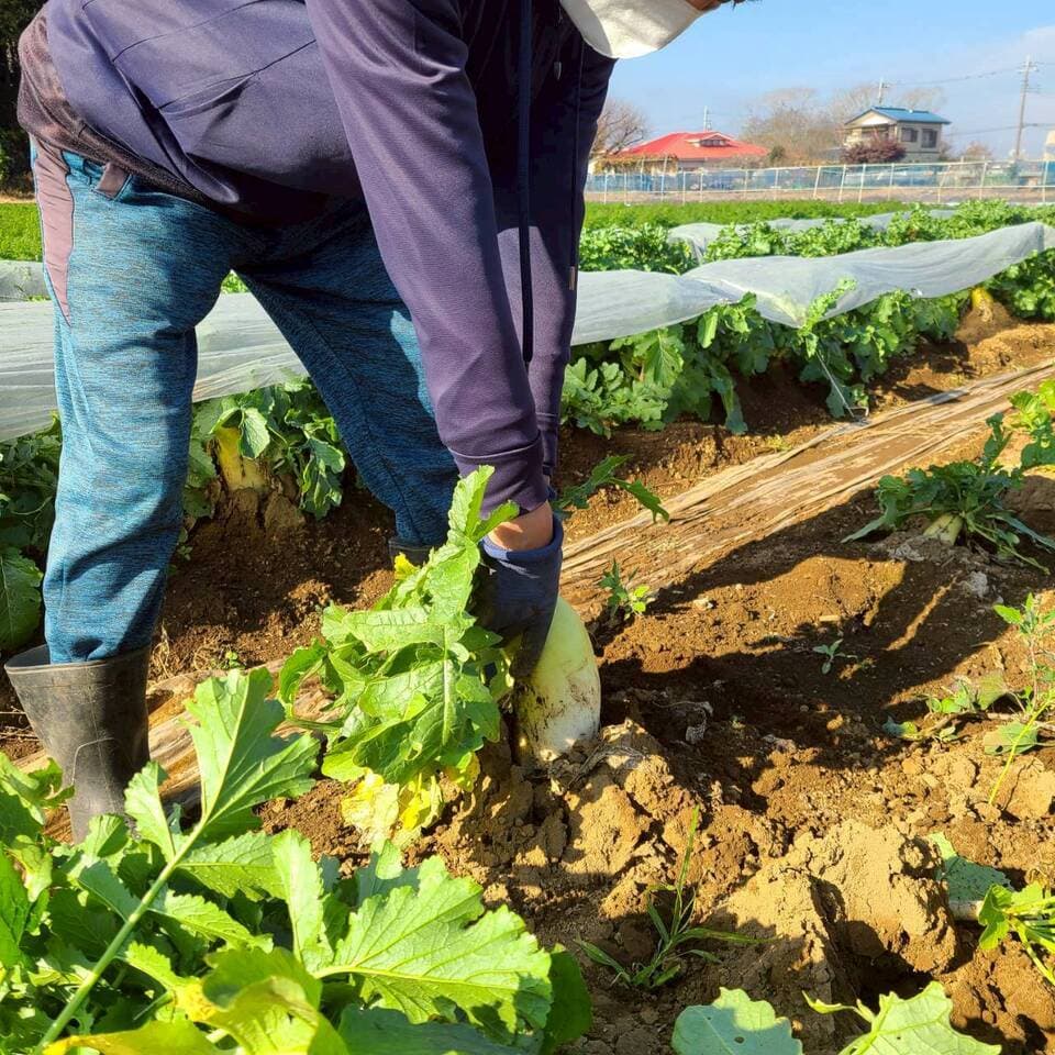 じんわ〜り染みる！冬の濃厚とろ甘大根（農薬・化学肥料・除草剤・防虫剤不使用）