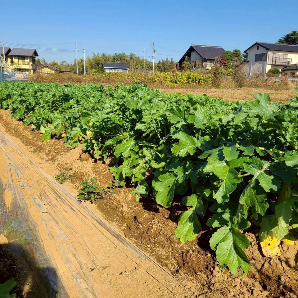 じんわ〜り染みる！冬の濃厚とろ甘大根（農薬・化学肥料・除草剤・防虫剤不使用）