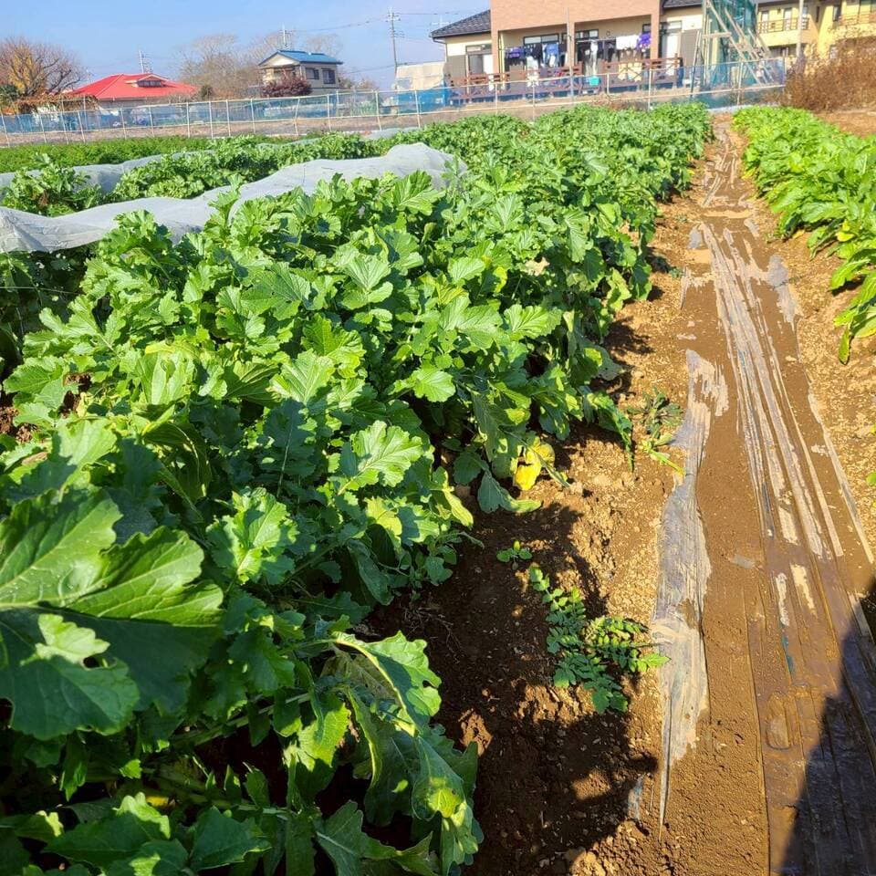 じんわ〜り染みる！冬の濃厚とろ甘大根（農薬・化学肥料・除草剤・防虫剤不使用）