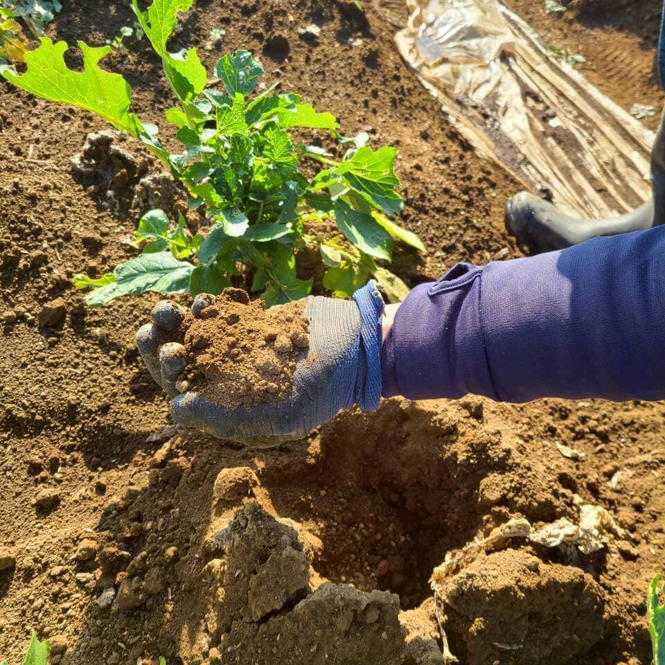 じんわ〜り染みる！冬の濃厚とろ甘大根（農薬・化学肥料・除草剤・防虫剤不使用）