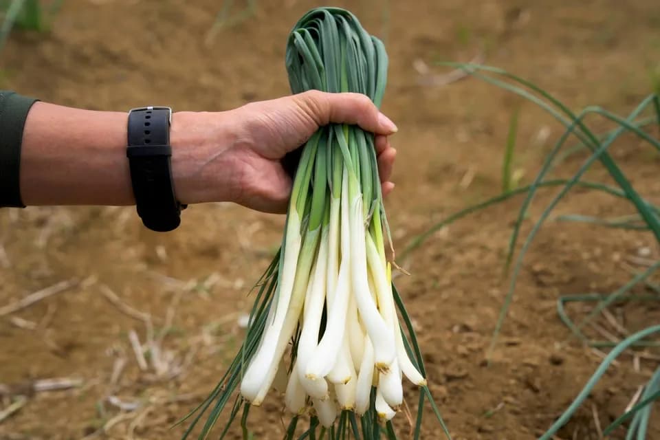 エシャレット（若採りらっきょう） シャキシャキ食感 味噌つけてそのまま丸かじり 茨城県産（農薬・化学肥料・除草剤・防虫剤不使用）