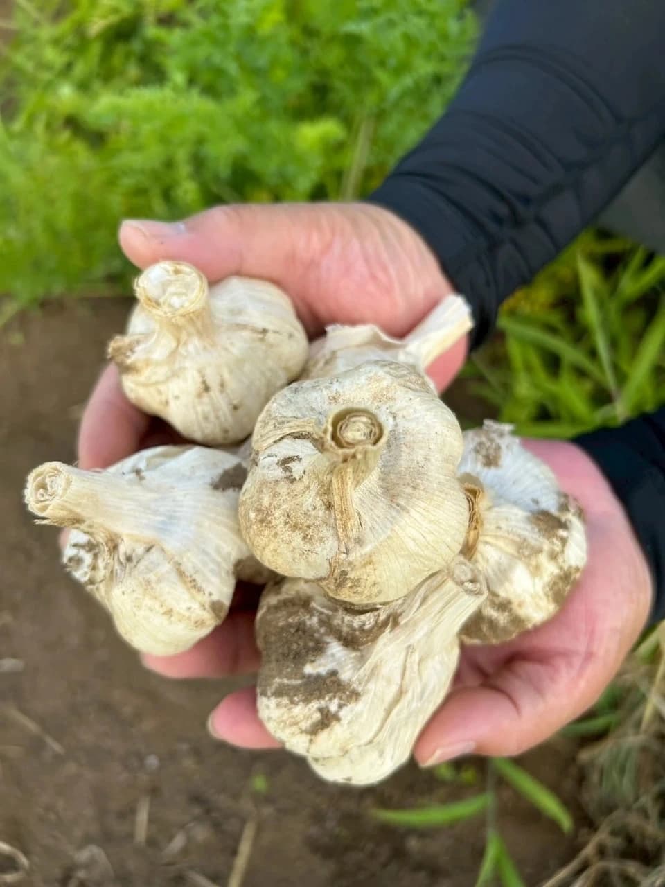 濃厚で甘い！大粒【福地ホワイト六片にんにく】農薬・化学肥料・除草剤・防虫剤等不使用（玉売り）