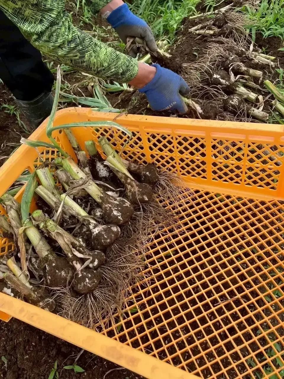 贈り物にも◎ 福地ホワイト六片にんにく  大玉Lサイズ以上 栽培期間中農薬・化学肥料不使用／大玉・ギフト・贈答用