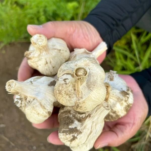 濃厚で甘い！大粒【福地ホワイト六片にんにく】農薬・化学肥料・除草剤・防虫剤等不使用（玉売り）