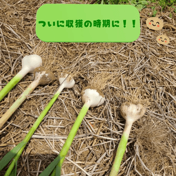 🧄 にんにくの収穫時期がやってきました！