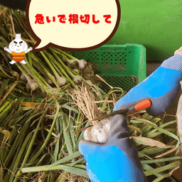 にんにくの収獲が終わりました！