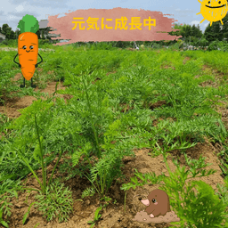 🥕 夏のにんじん、元気に成長中！