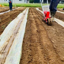 🥕にんじんの播種作業