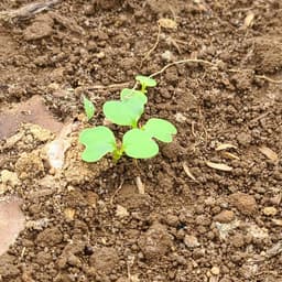 🌱カブの芽が出てきました