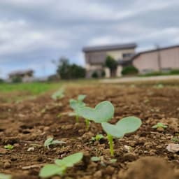 🌱大根の芽が出てきました