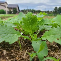 🌿カブの葉が大きく広がってきました