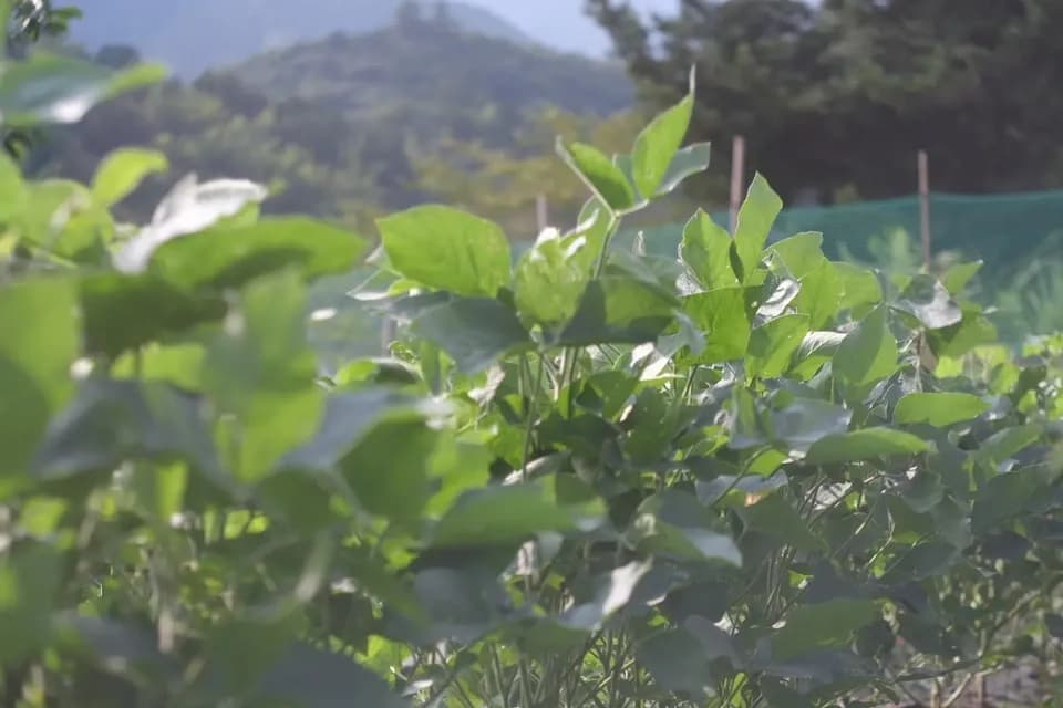 静岡県遠州の山育ち＜天日乾燥大豆・音更大袖＞農薬化学肥料不使用&不耕起栽培で土を守る自然の味わい