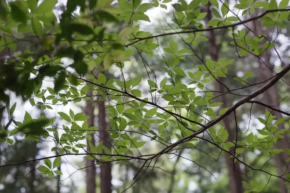杣小屋のクロモジ茶