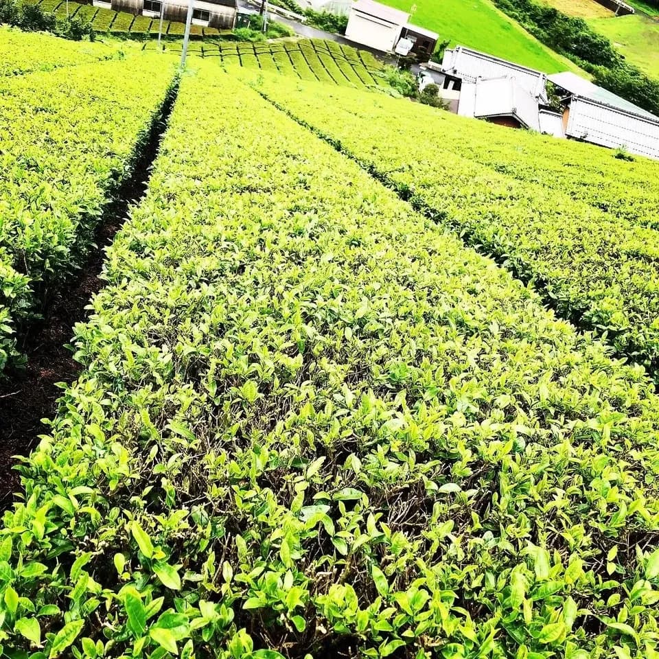 母の日におすすめからだ想いセット。お茶漬けアソート &  大和茶（粉末）ギフト