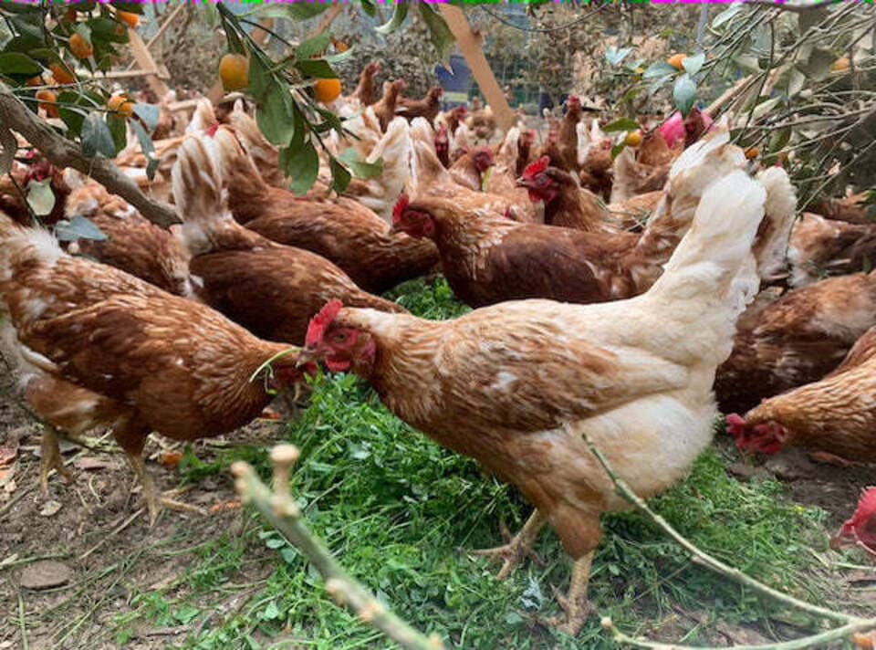平飼い卵＜白身ぷるんっ！ばあちゃんの昔たまご＞ 独自配合飼料使用