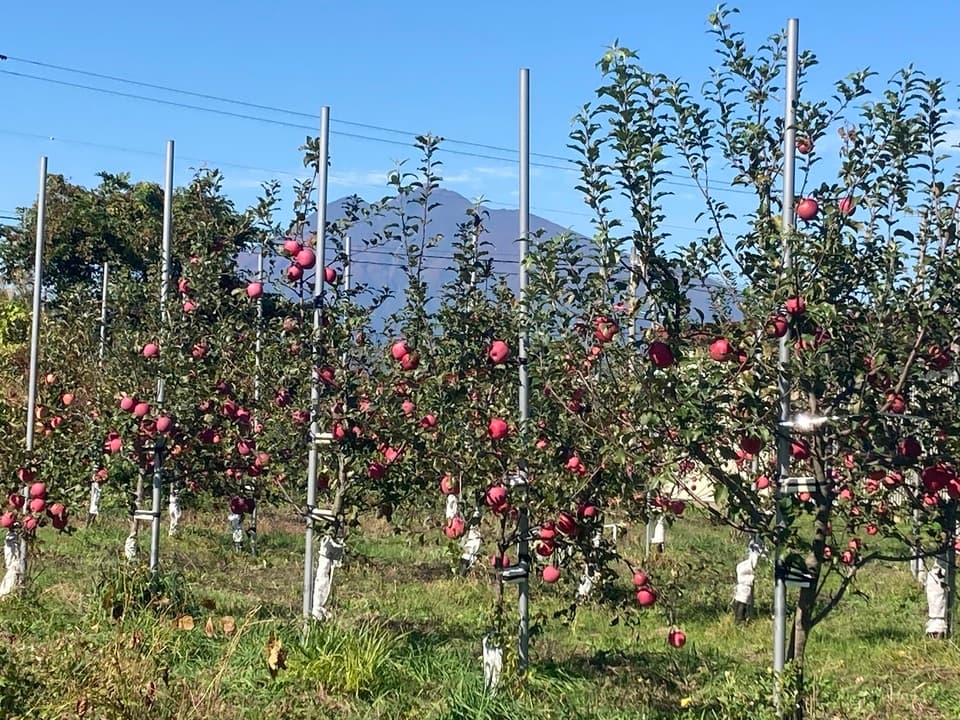青森県弘前市・自然栽培＜リンゴ＞農薬不使用・無肥料 杉山自然栽培