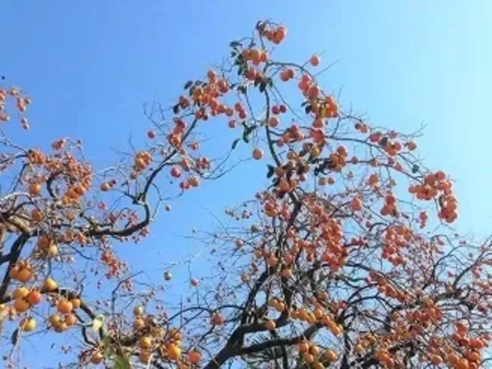 酵素酢 柿の神髄 ご家庭用