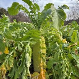今年も、切干大根の柿酢漬をお届けできる季節になりました