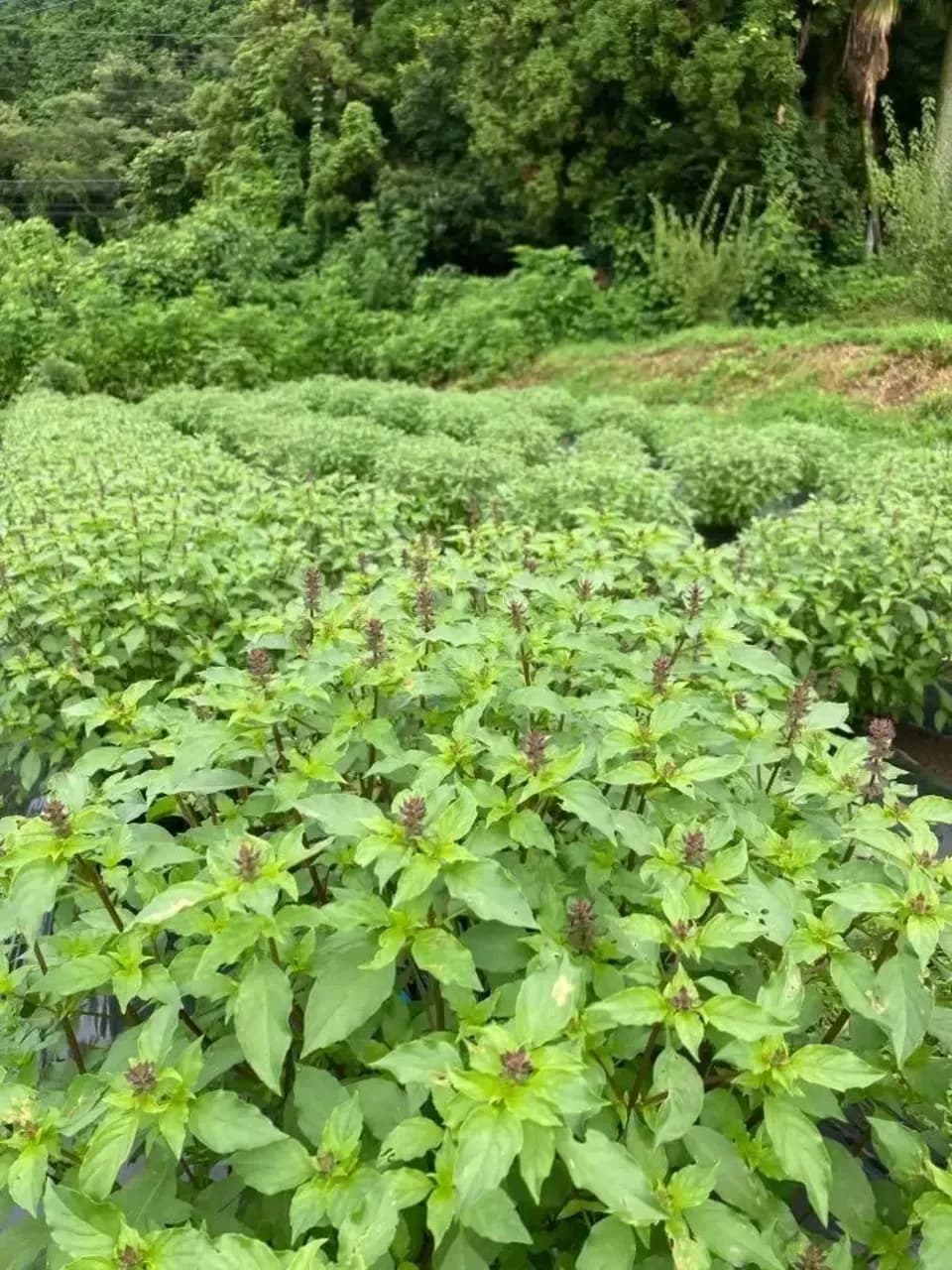 トゥルシー花茶