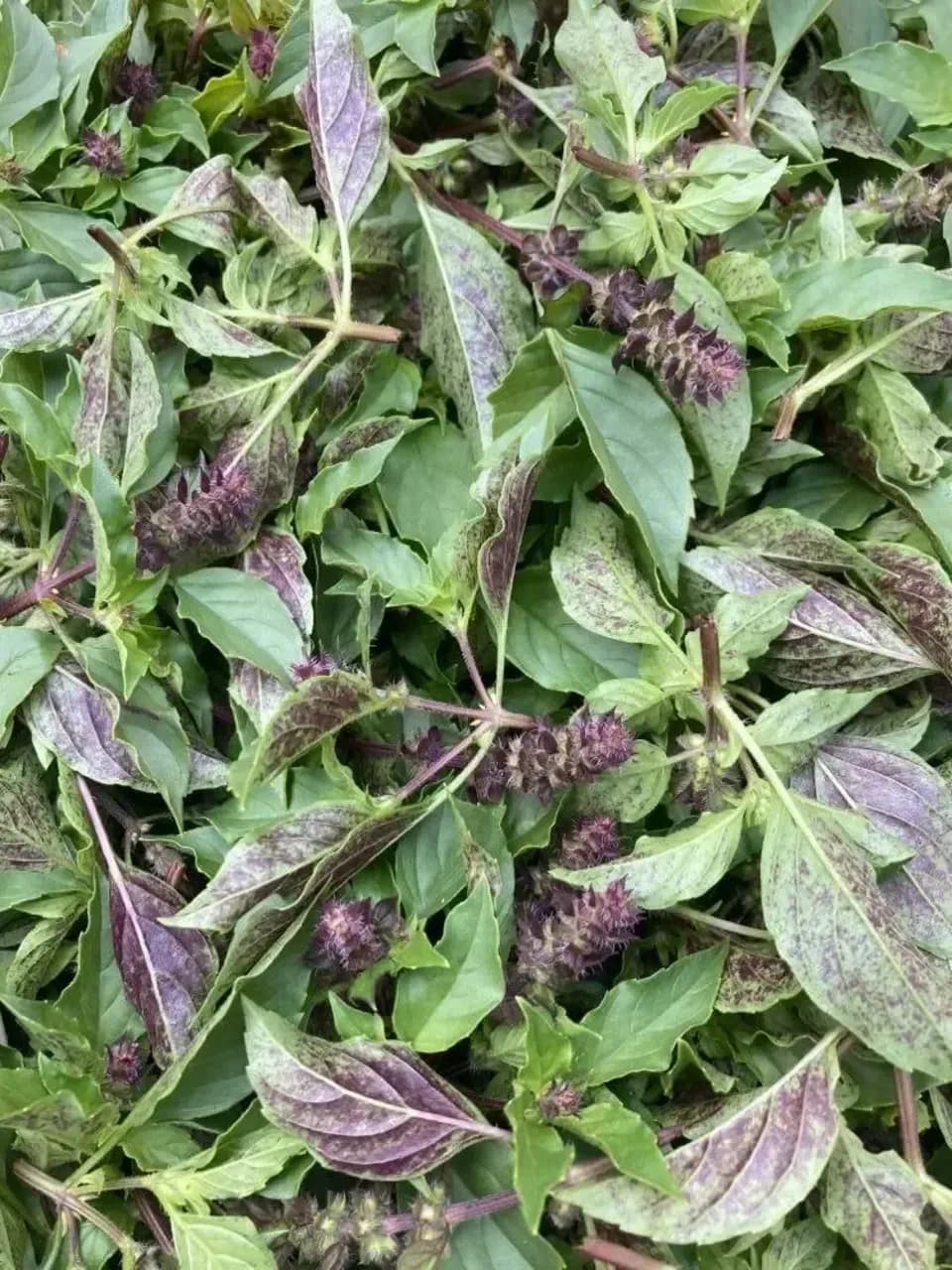 トゥルシー花茶