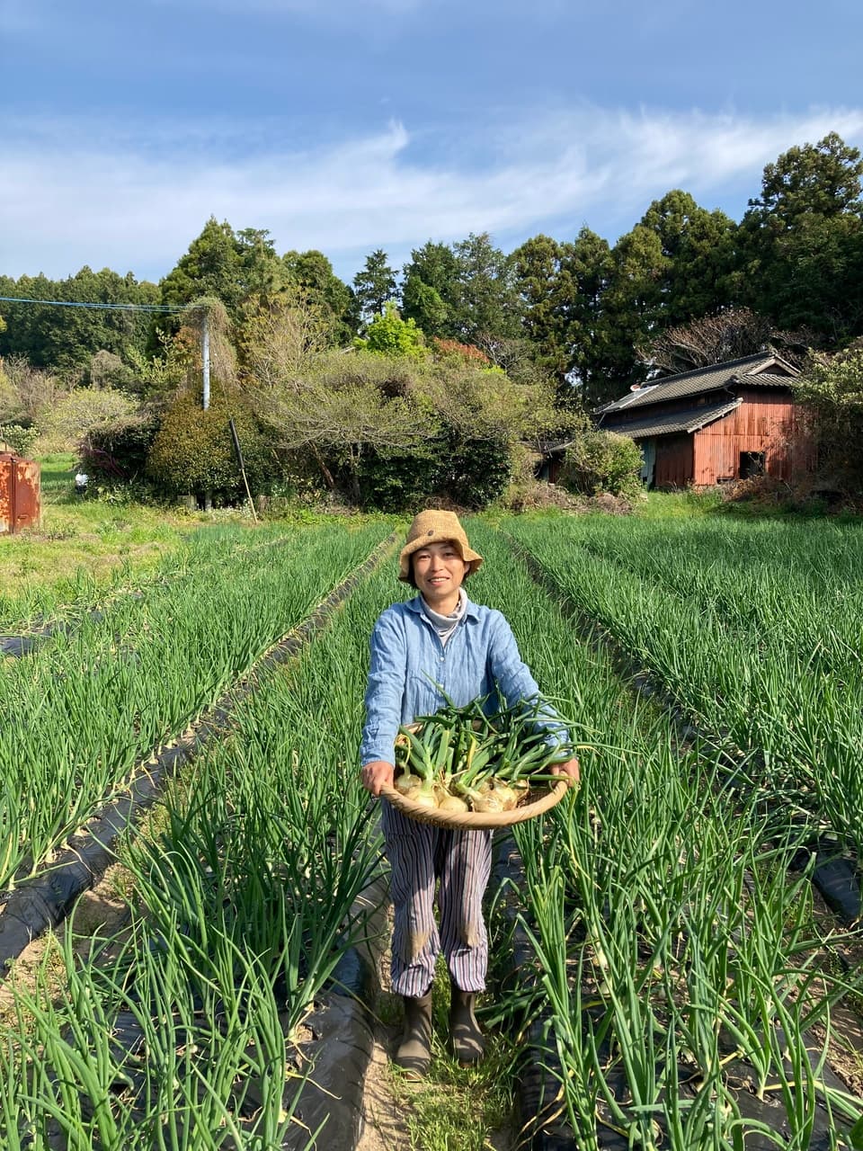 農薬・化学肥料・除草剤・動物性堆肥不使用・ 玉ねぎ（固定種） 鈴木