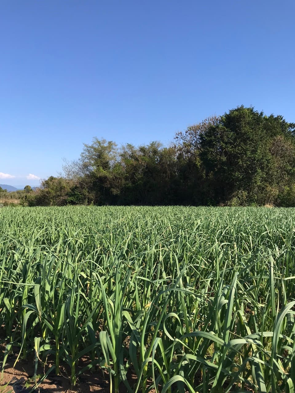 2026年　にんにく　農薬・化学肥料・除草剤・動物性堆肥不使