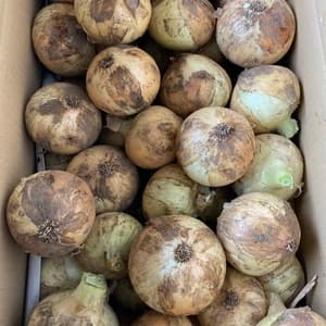 農薬・化学肥料・除草剤・動物性堆肥不使用・ 玉ねぎ（固定種）