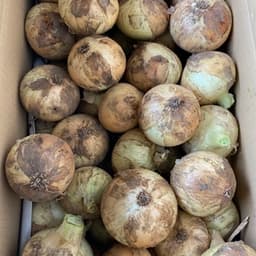 10kg 大、中、小のミックス