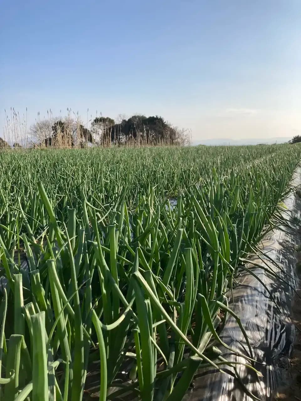 農薬・化学肥料・除草剤・動物性堆肥不使用・ 玉ねぎ（固定種） 鈴木