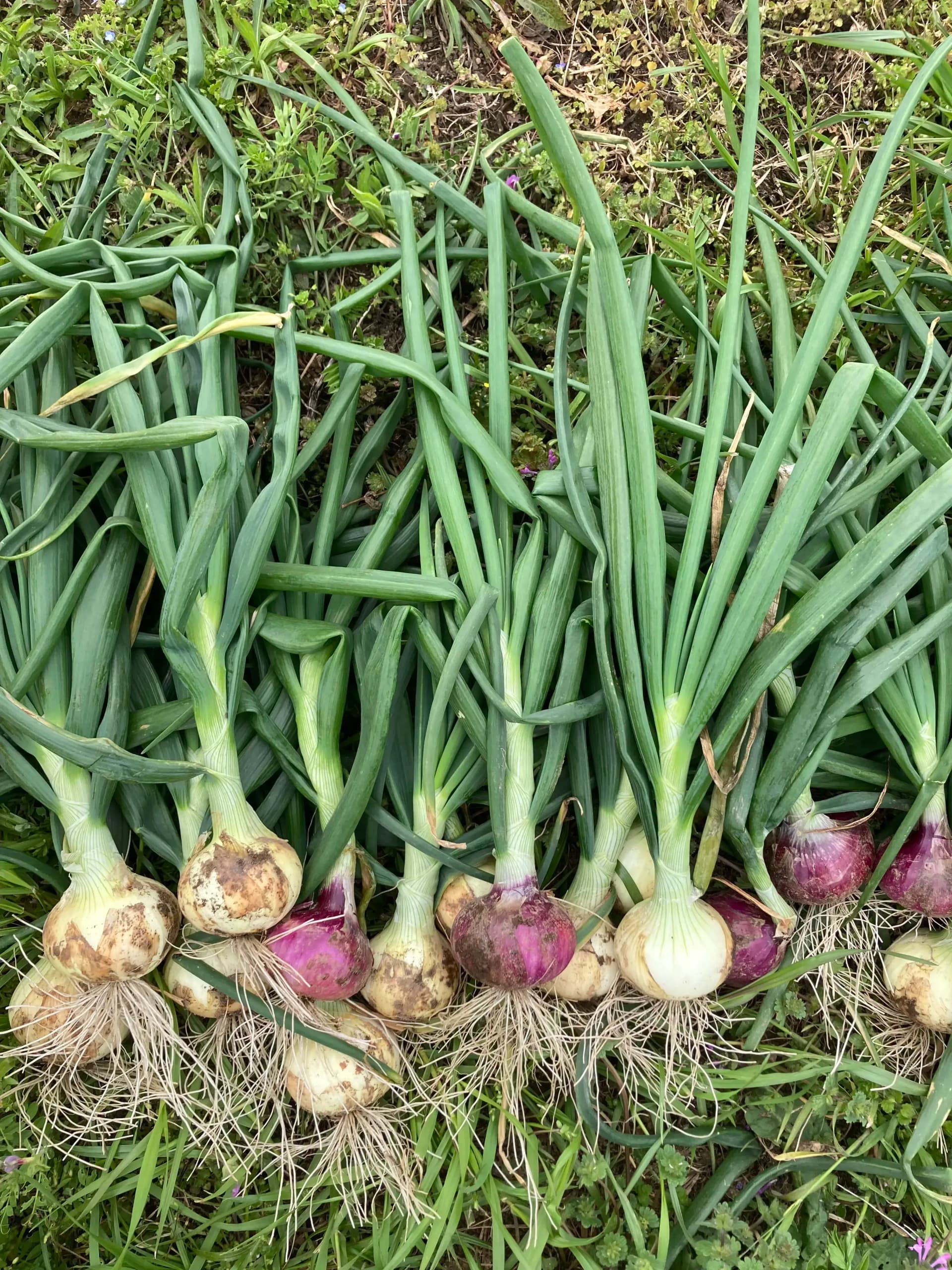 農薬・化学肥料・除草剤・動物性堆肥不使用・ 玉ねぎ（固定種） 鈴木