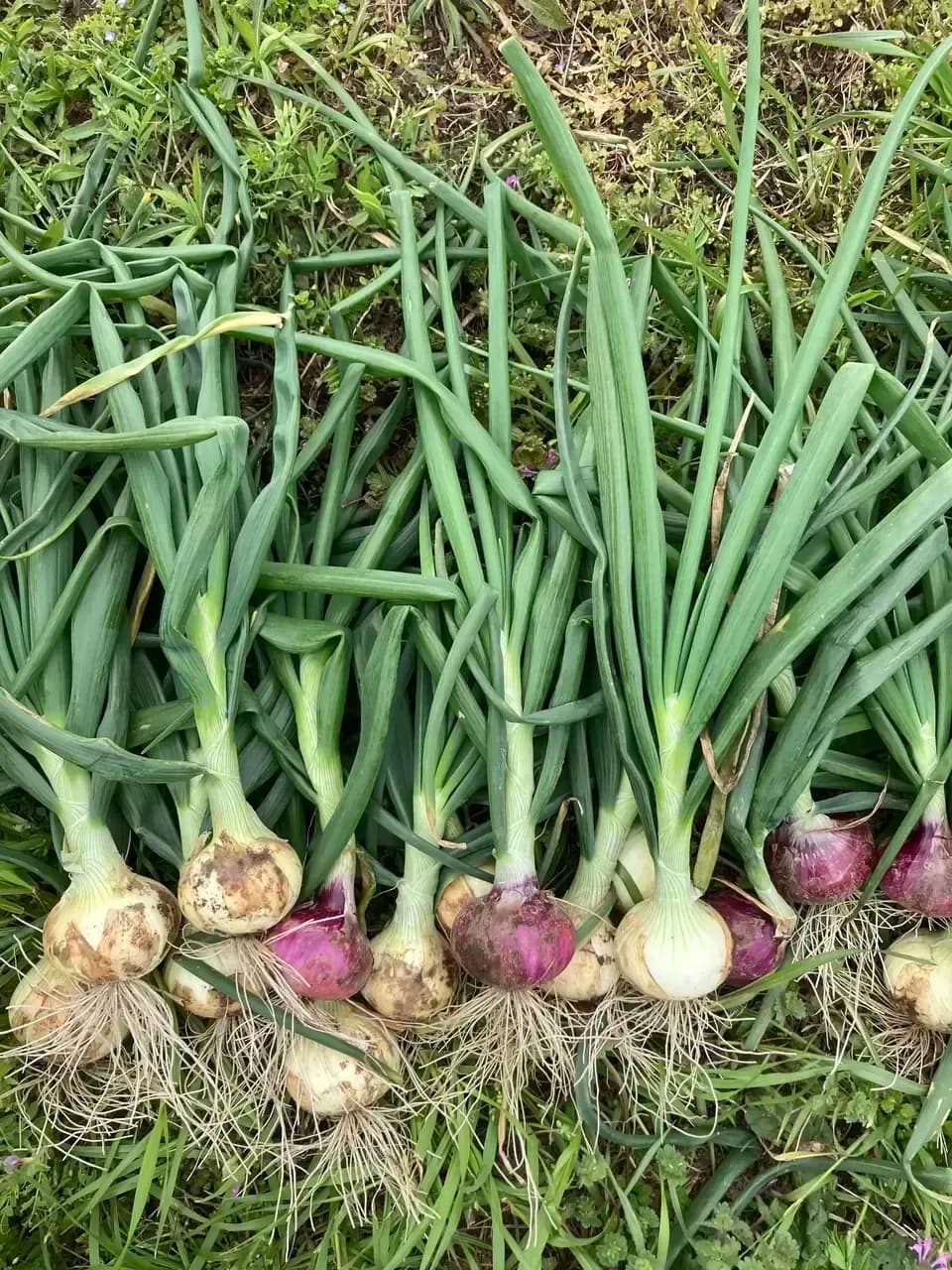農薬・化学肥料・除草剤・動物性堆肥不使用・ 玉ねぎ（固定種） 鈴木
