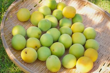 青梅と、はじめての梅しごと