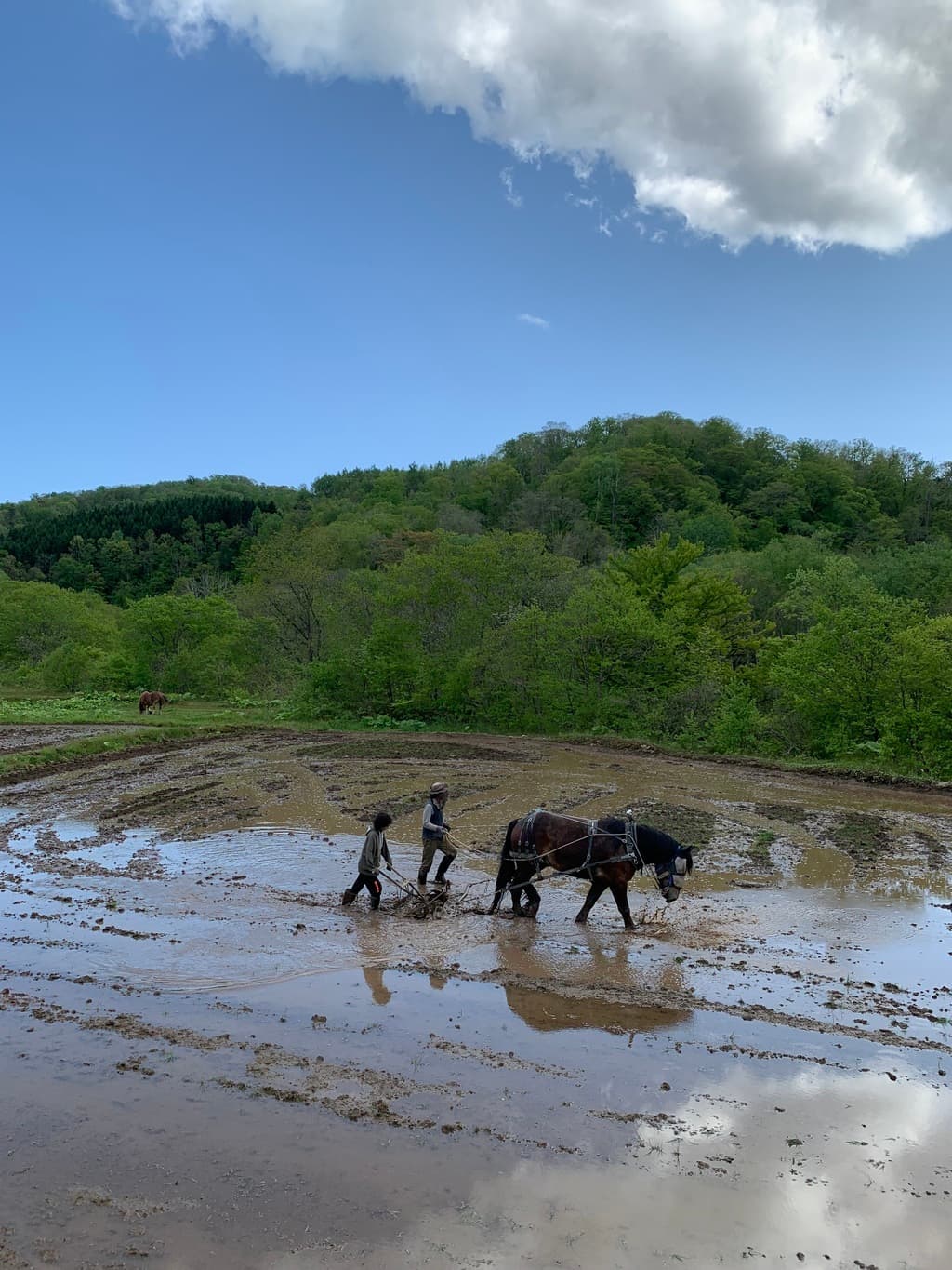 犬と馬で緩衝地帯を作る、中山間地域の獣害対策と気候適応型農業⁠⁠