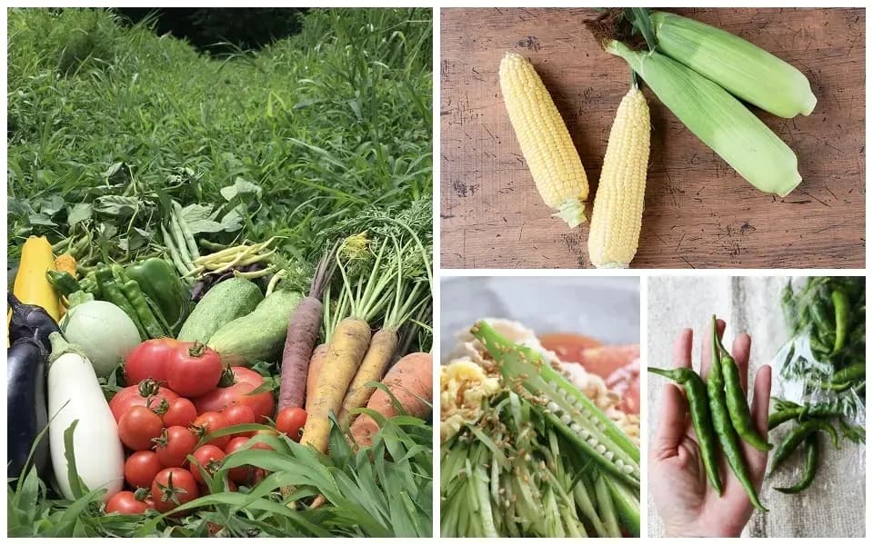 皮まで、まるごと。夏野菜